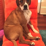 Entry image for Canggu ("Changoo")