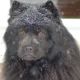 Entry image for MICKEY