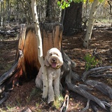 Entry image for Murphy