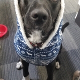 Entry image for Penny