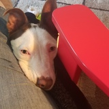 Entry image for GRADY 