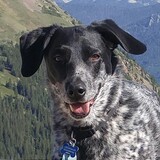 Entry image for Luci