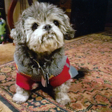 Entry image for Ming Toy