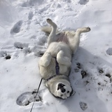 Entry image for Lakota