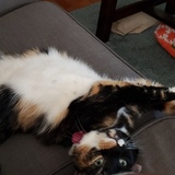 Entry image for Willow