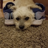 Entry image for Bogi