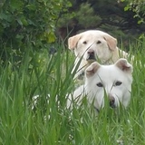 Entry image for Olaf and Cody