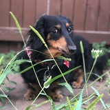 Entry image for Mira