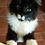 Entry image for Hunter