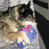 Entry image for Trooper