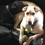 Entry image for Bucky and Moxie