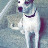 Entry image for Harley