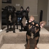 Entry image for Mylie, Tyson & Loki