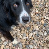 Entry image for Henry