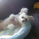 Entry image for Sophie