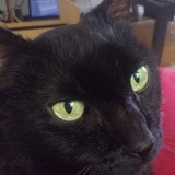 Entry image for Mugen