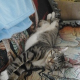 Entry image for Jupiter  