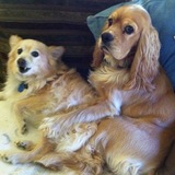 Entry image for Bentley and Frankie 