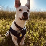 Entry image for Shorty