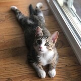 Entry image for Polly Flower Batman