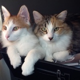 Entry image for Eli and Matilda