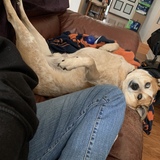 Entry image for Champ