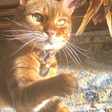 Entry image for Tajeebu