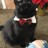 Entry image for Papi 