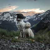 Entry image for Riley and Rosie