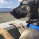 Entry image for Maya