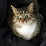 Entry image for Faye