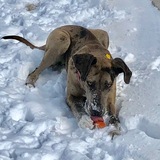 Entry image for Rylie