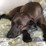 Entry image for Sadie