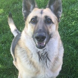 Entry image for Stella