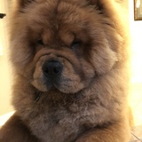 Entry image for Koda