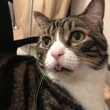 Entry image for Katon 