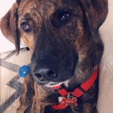 Entry image for Ollie