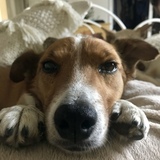 Entry image for Oberon “Obie”