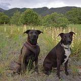 Entry image for Della Mae and Hank