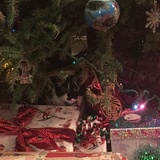 Entry image for Belle