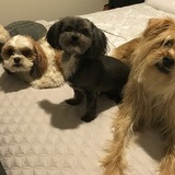 Entry image for Charlie Zoey Lionel Missy