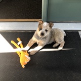 Entry image for Blue