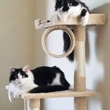 Entry image for Jackson and Bruno