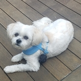 Entry image for  Coco