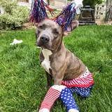 Entry image for Indigo 