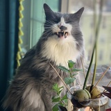 Entry image for Oyster