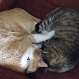 Entry image for Henry James & Miko