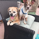 Entry image for Cooper and Pete