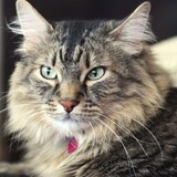 Entry image for Kazz