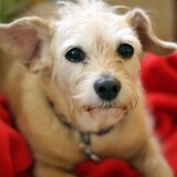 Entry image for Kizzie aka Kismet